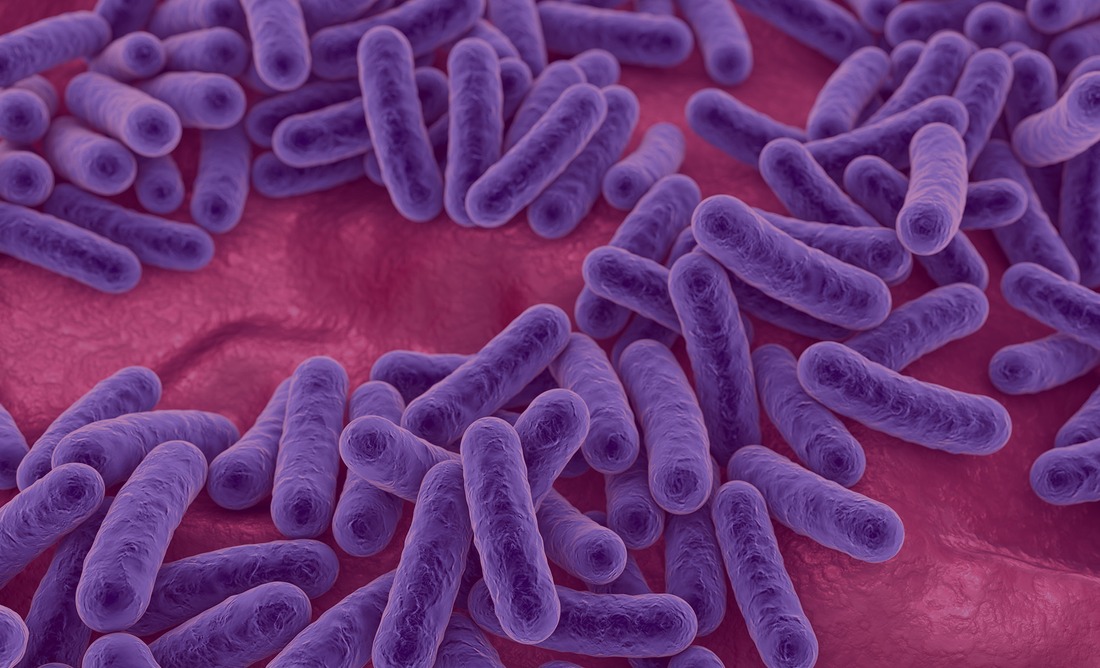 Bacteria, human microbiome