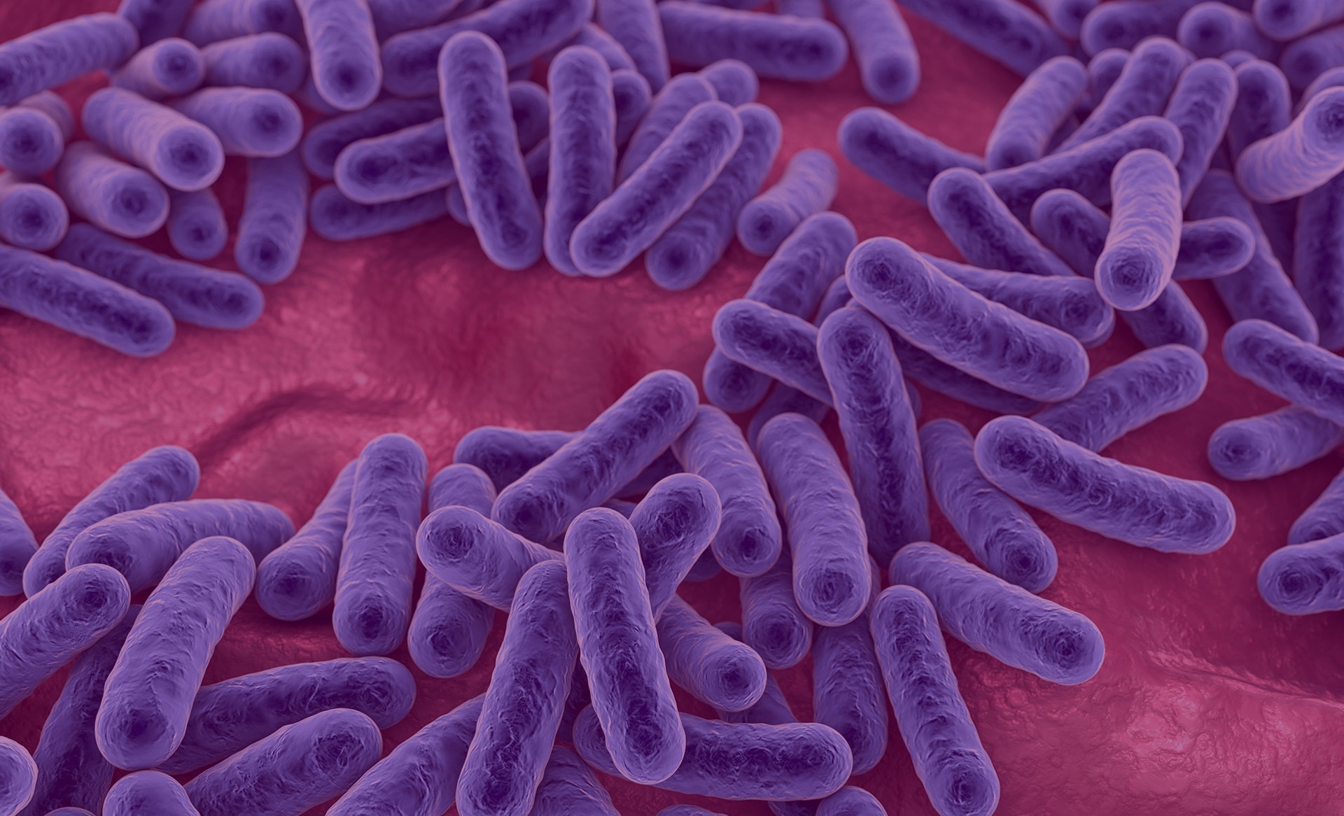 Bacteria, human microbiome