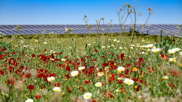 Meadow with solar park in background