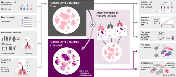 Human Lung Cell Atlas