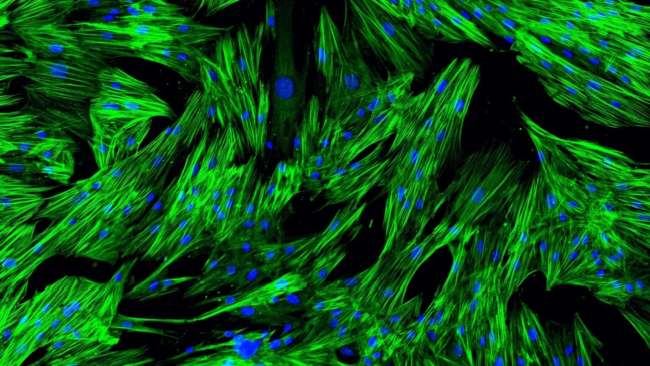 In-vitro-Fibrosemodell