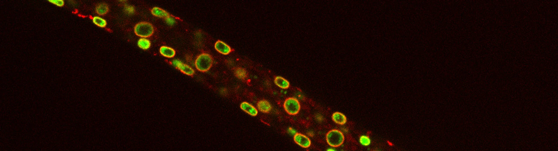 elegans larvae