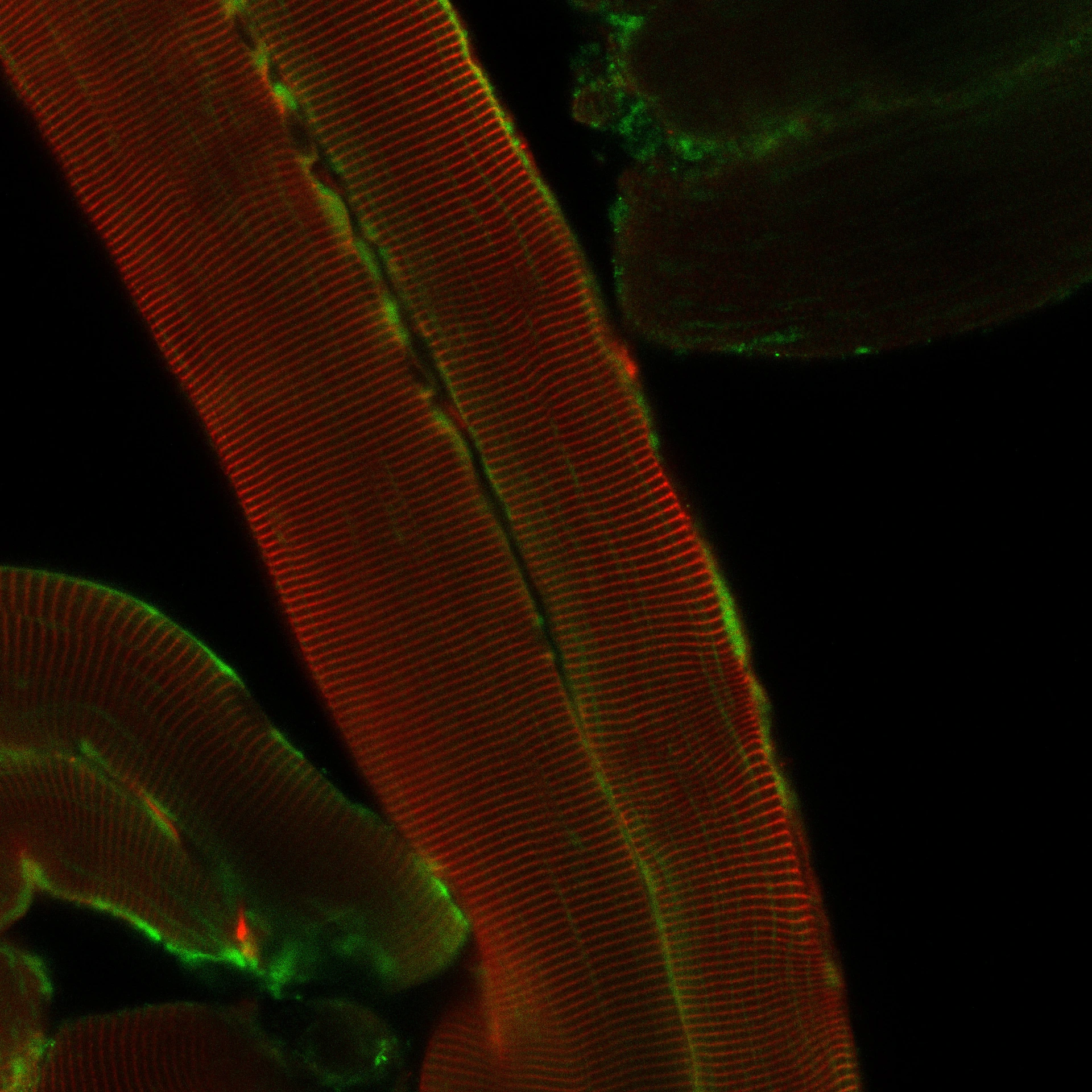 IDR-Hofmann_main group pic