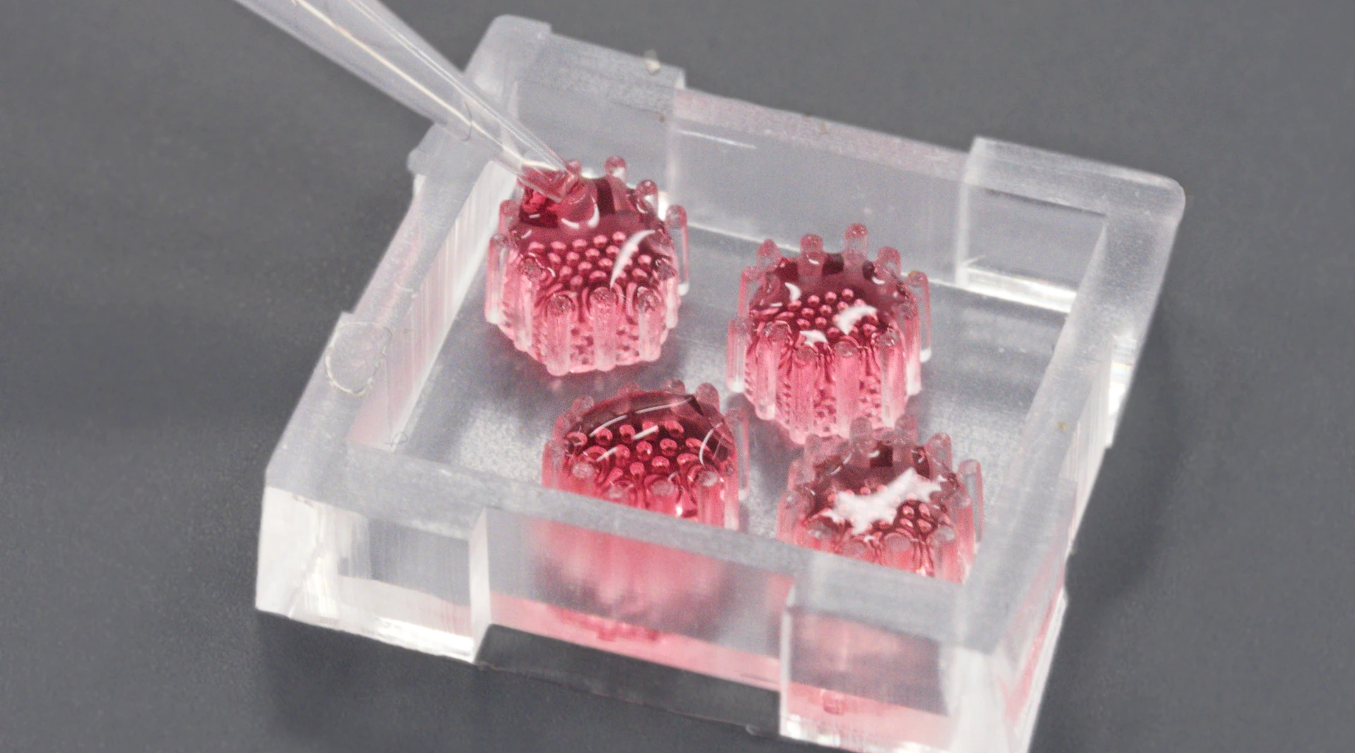 Pancreatic organoids on newly developed chip platform