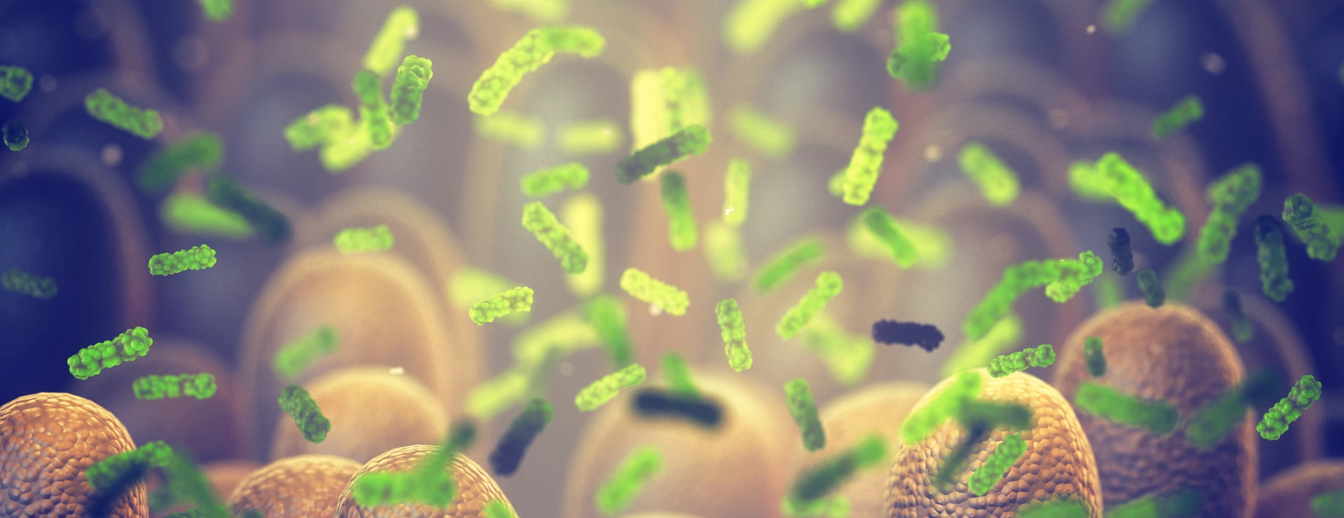 Intestinal bacteria, Gut microbiome helps control intestinal digestion and the immune system, Probiotics are beneficial bacteria used to help the growth of healthy gut flora