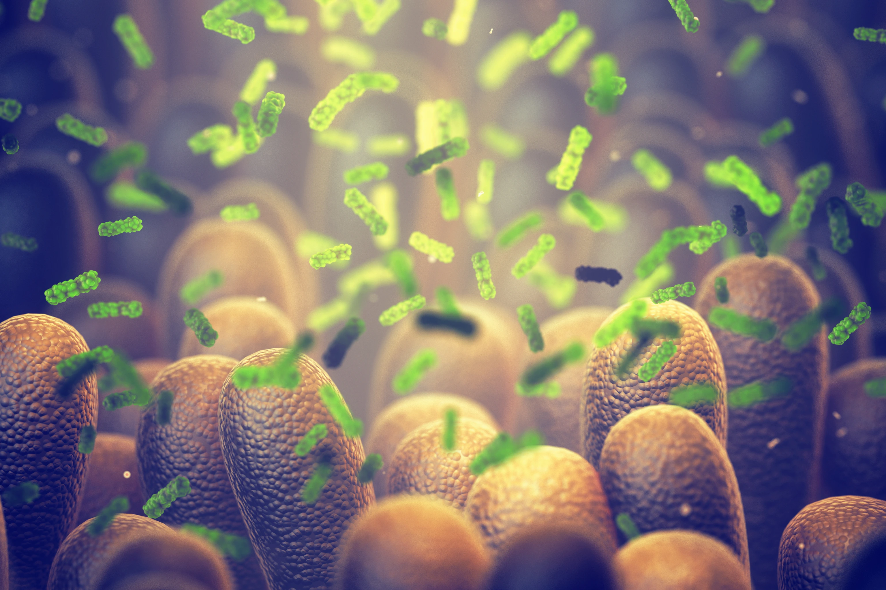 Intestinal bacteria, Gut microbiome helps control intestinal digestion and the immune system, Probiotics are beneficial bacteria used to help the growth of healthy gut flora