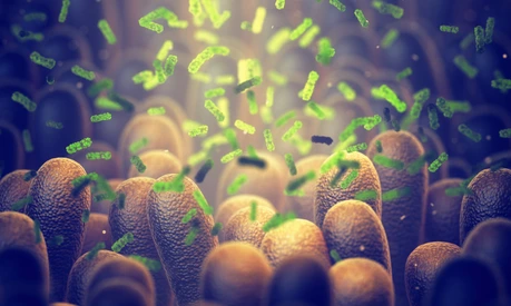 Intestinal bacteria, Gut microbiome helps control intestinal digestion and the immune system, Probiotics are beneficial bacteria used to help the growth of healthy gut flora