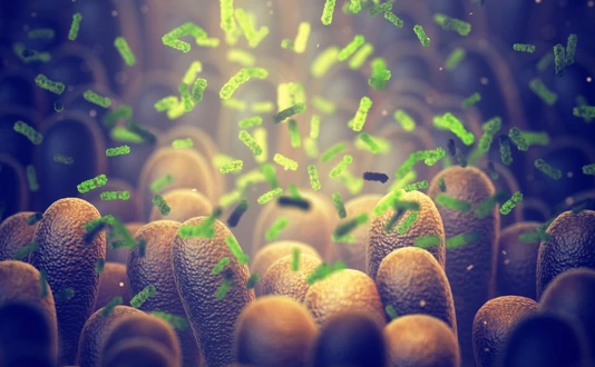 Intestinal bacteria, Gut microbiome helps control intestinal digestion and the immune system, Probiotics are beneficial bacteria used to help the growth of healthy gut flora
