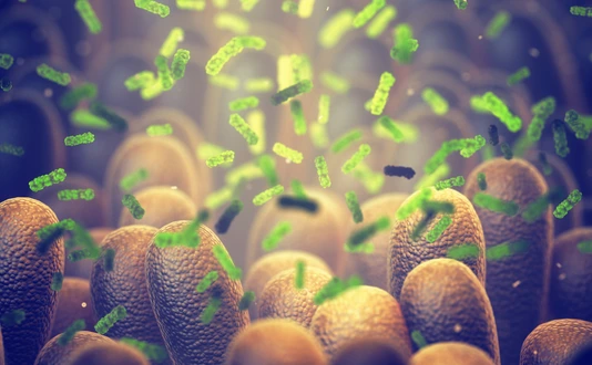 Intestinal bacteria, Gut microbiome helps control intestinal digestion and the immune system, Probiotics are beneficial bacteria used to help the growth of healthy gut flora