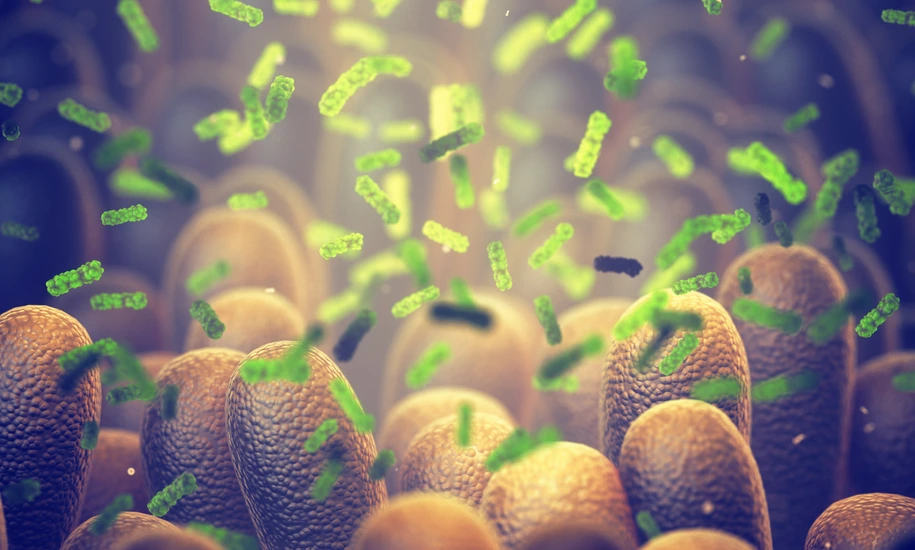 Intestinal bacteria, Gut microbiome helps control intestinal digestion and the immune system, Probiotics are beneficial bacteria used to help the growth of healthy gut flora