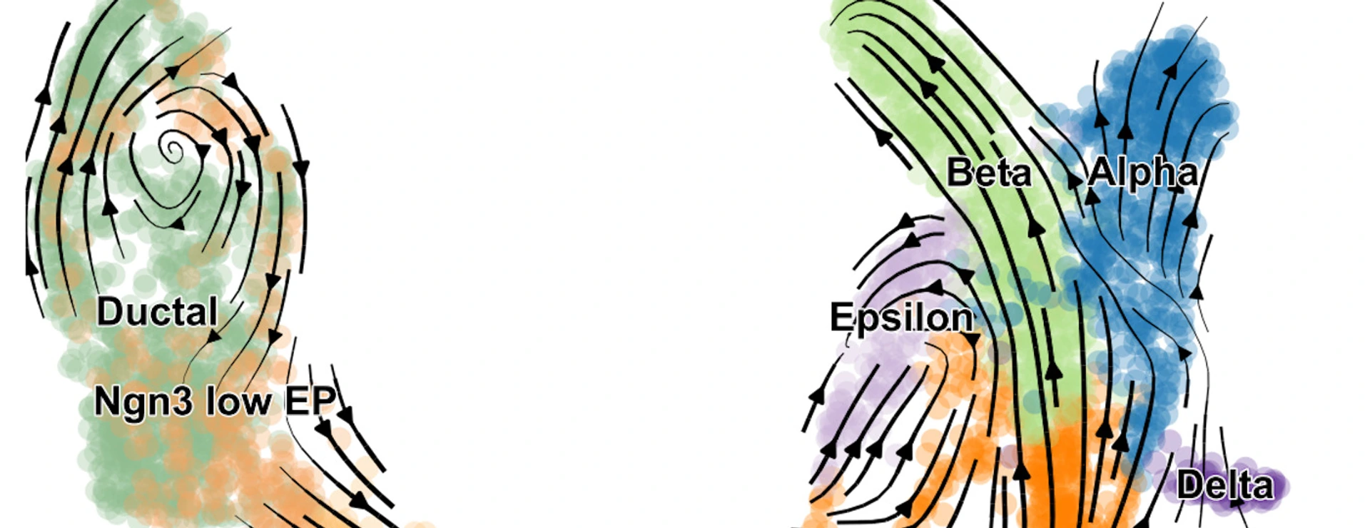 scVelo reveals fine-grained insights into the developmental processes in the pancreas.