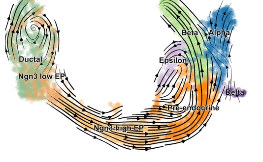 scVelo reveals fine-grained insights into the developmental processes in the pancreas.