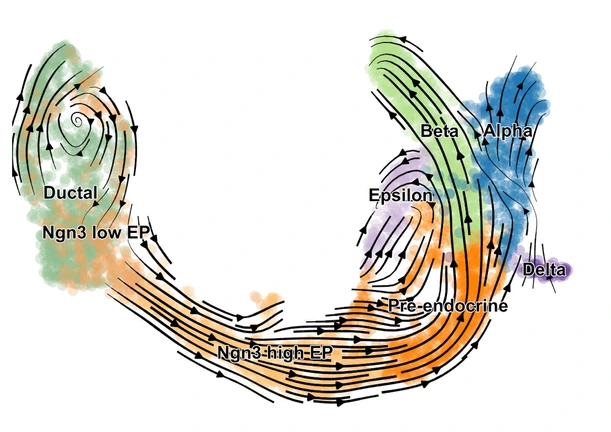 scVelo reveals fine-grained insights into the developmental processes in the pancreas.