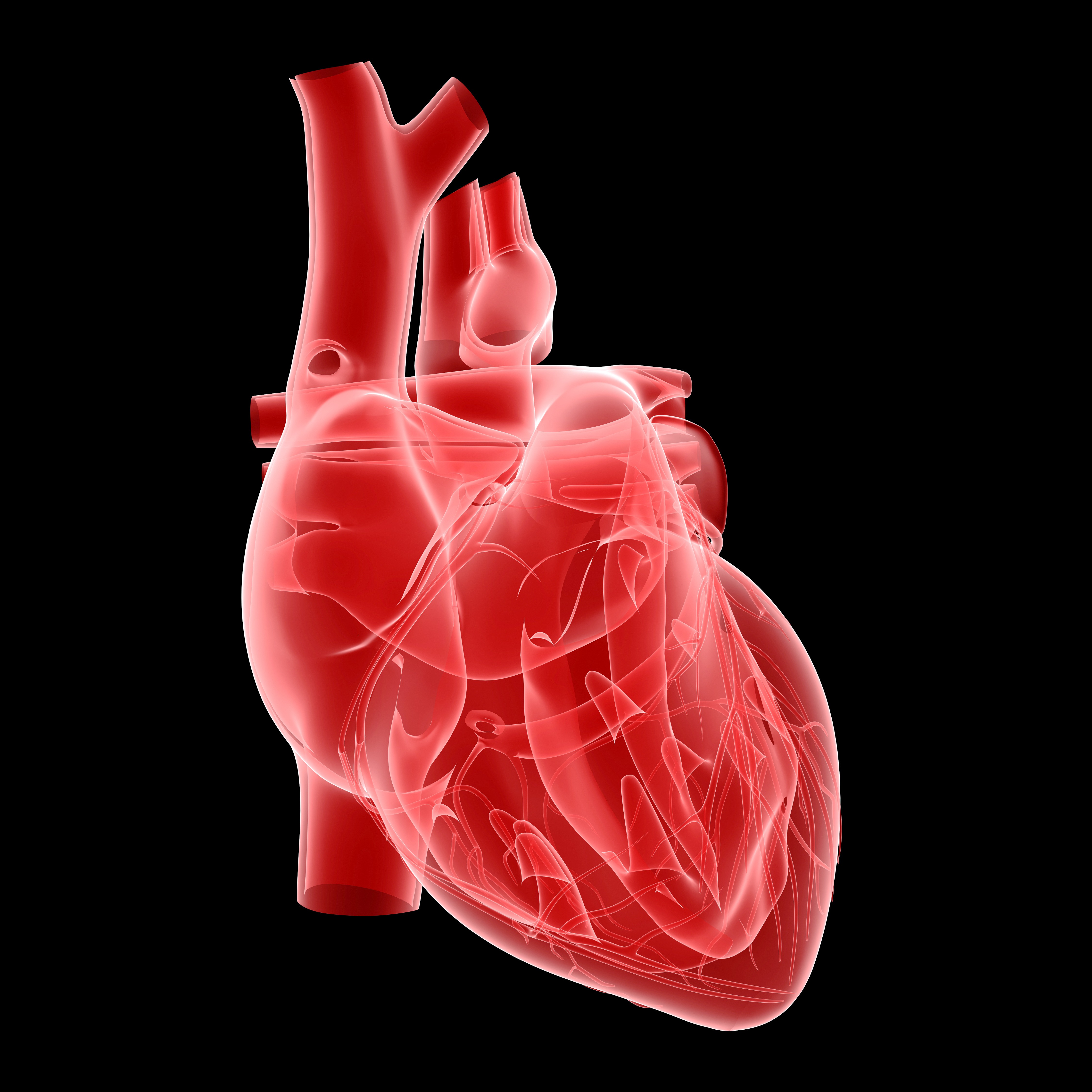 medical illustration - transparent human heart