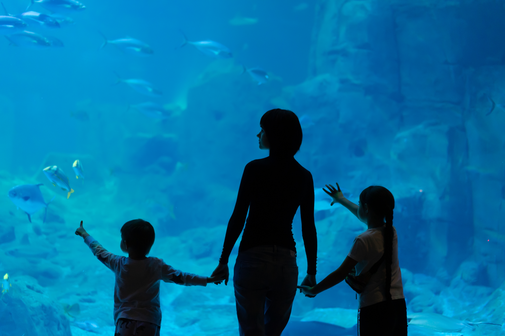 Family stands close to aquarium and looking at fishes