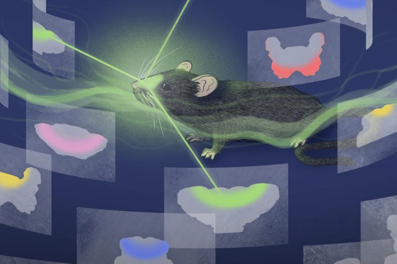 Always follow your nose – On the trail of the anatomical logic of smell