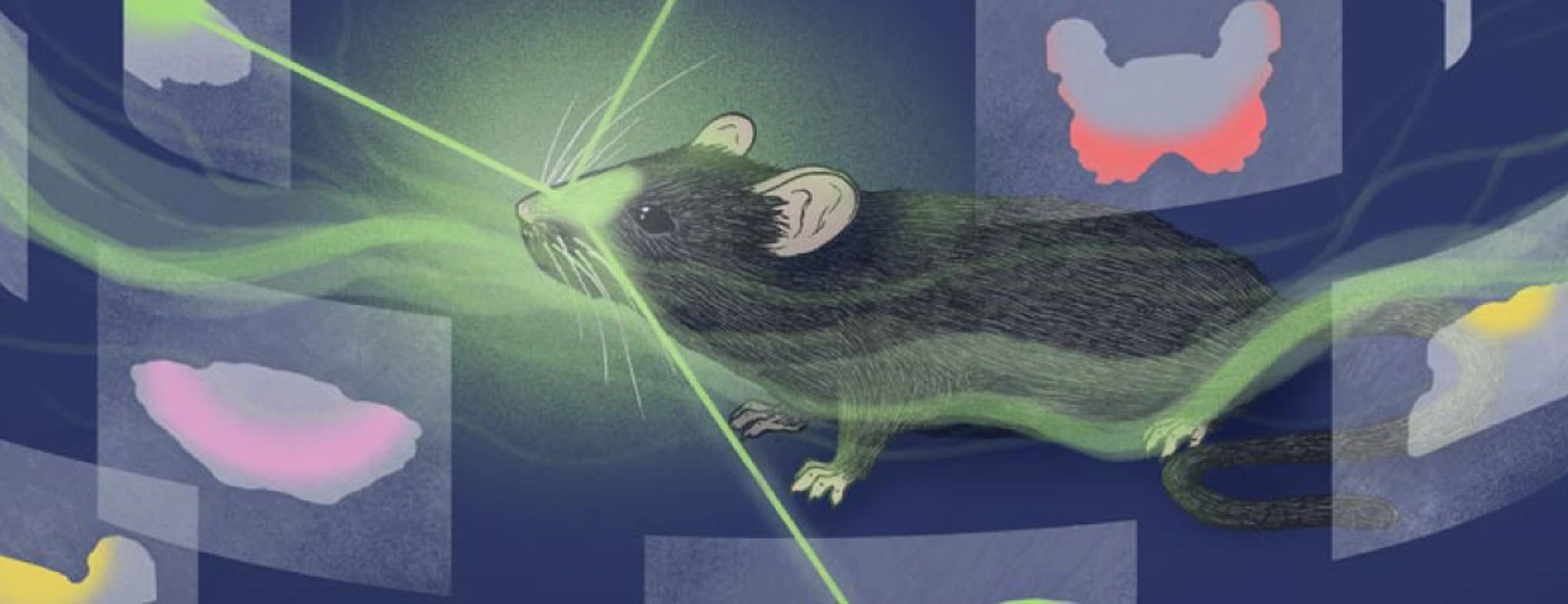 Always follow your nose – On the trail of the anatomical logic of smell