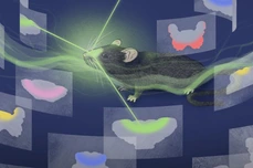 Always follow your nose – On the trail of the anatomical logic of smell