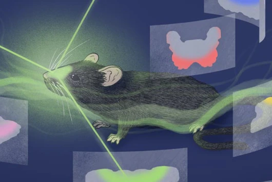 Always follow your nose – On the trail of the anatomical logic of smell