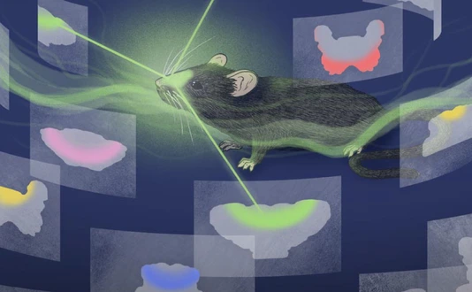 Always follow your nose – On the trail of the anatomical logic of smell