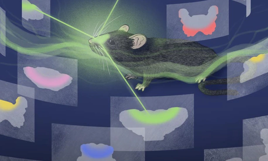 Always follow your nose – On the trail of the anatomical logic of smell