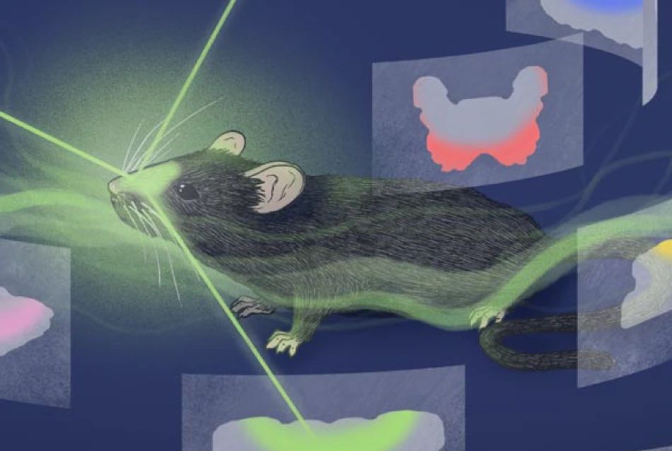 Always follow your nose – On the trail of the anatomical logic of smell