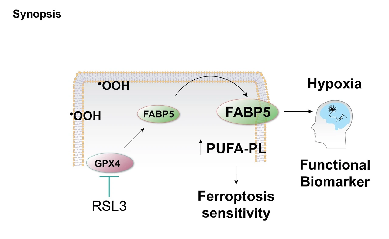 Graphical Abstract FABP5