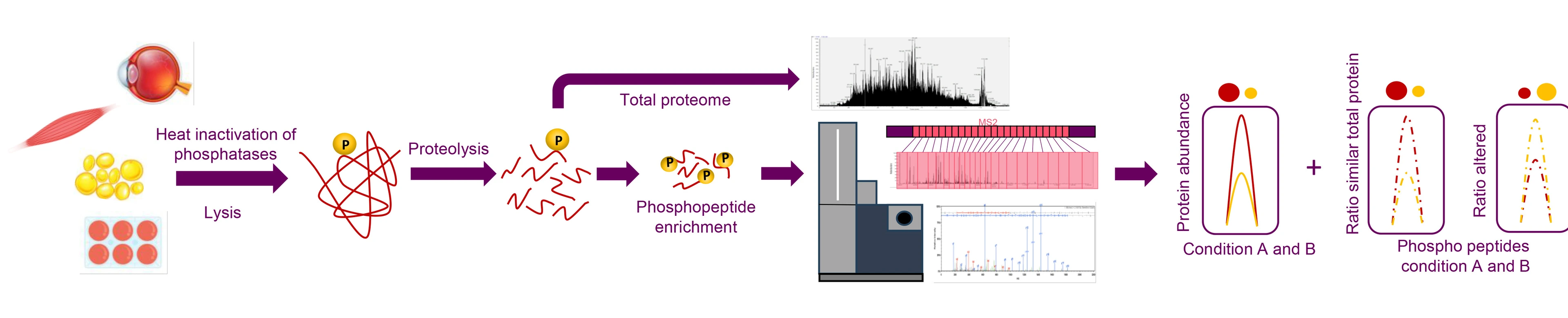 Phosphoproteomics