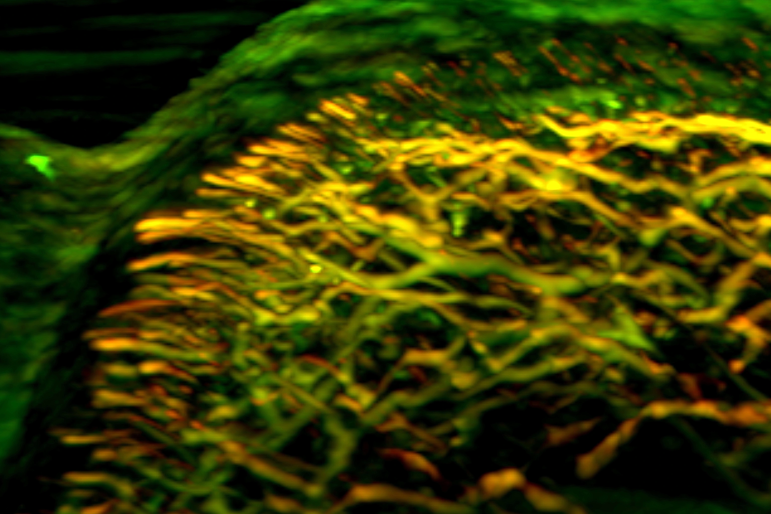 IBMI_Banner_nailfold