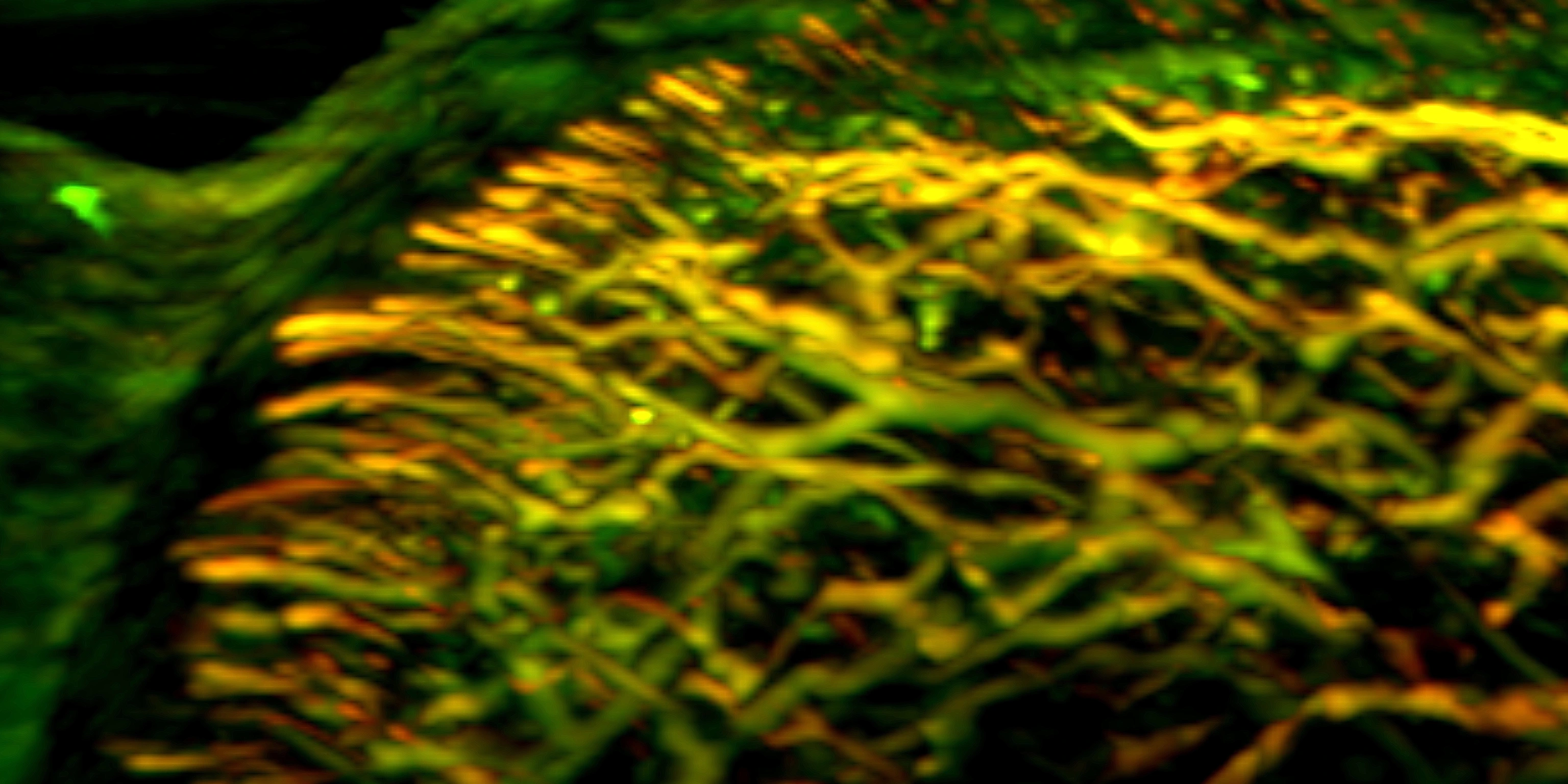 IBMI_Banner_nailfold