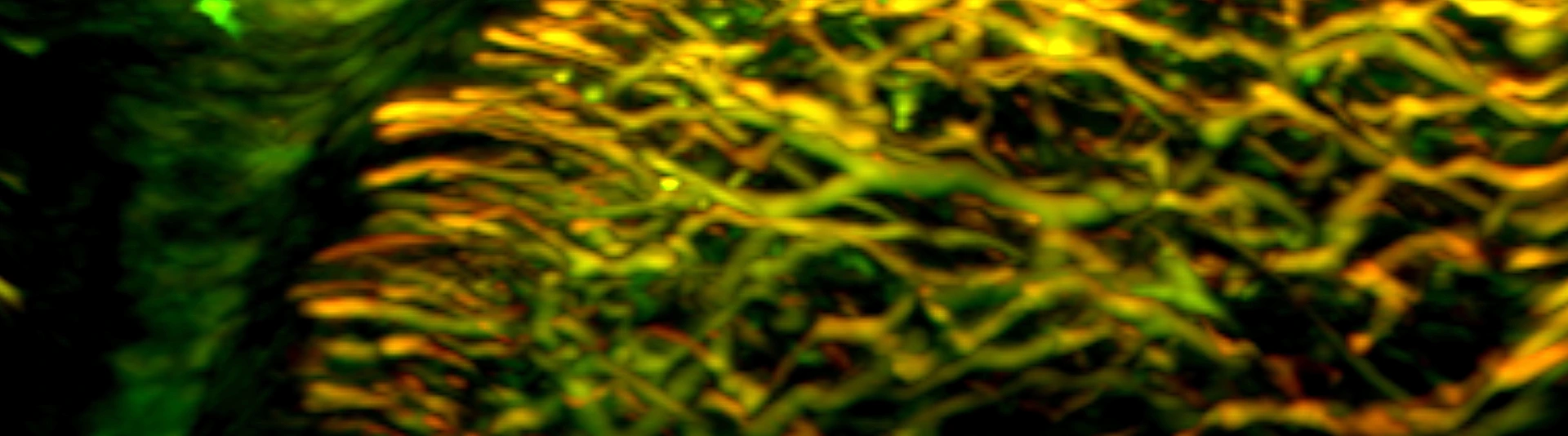 IBMI_Banner_nailfold