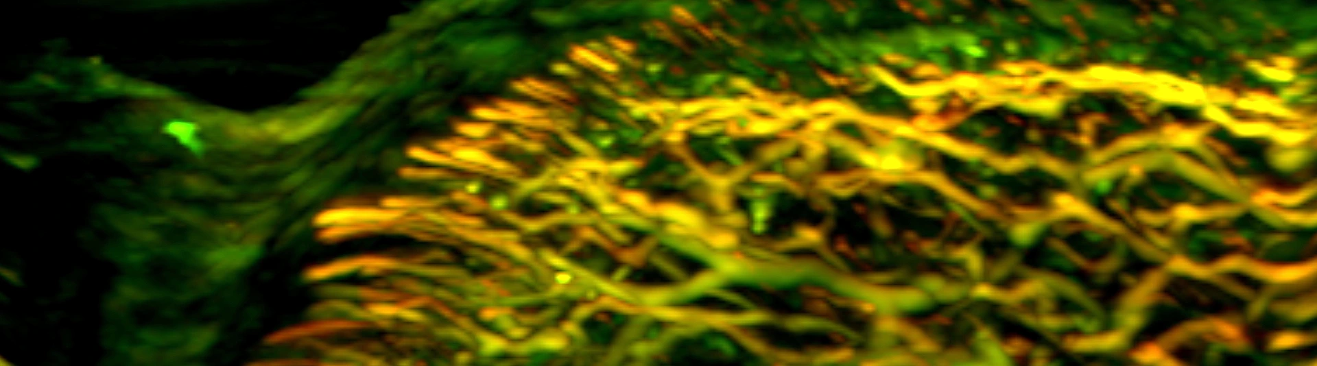 IBMI_Banner_nailfold