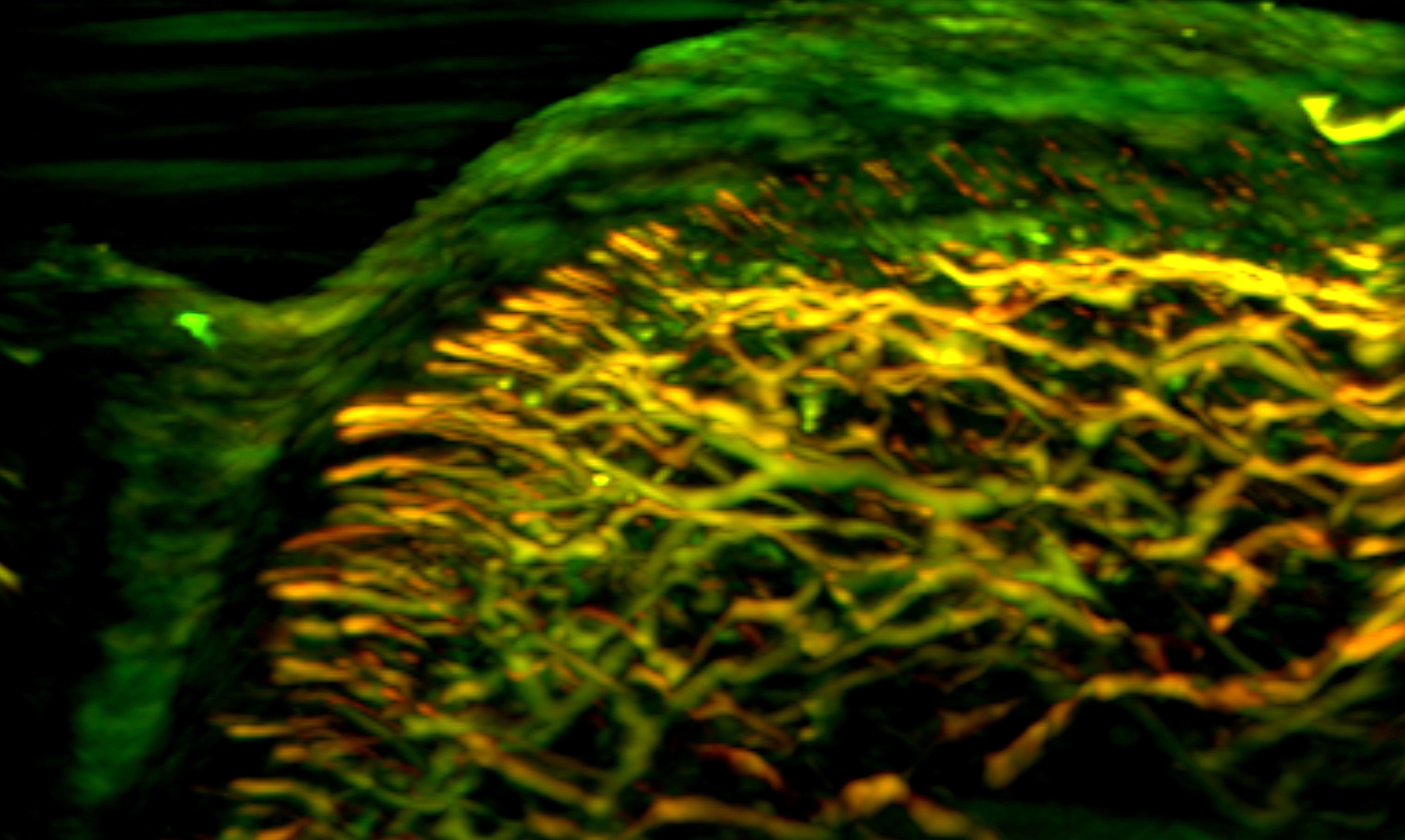 IBMI_Banner_nailfold