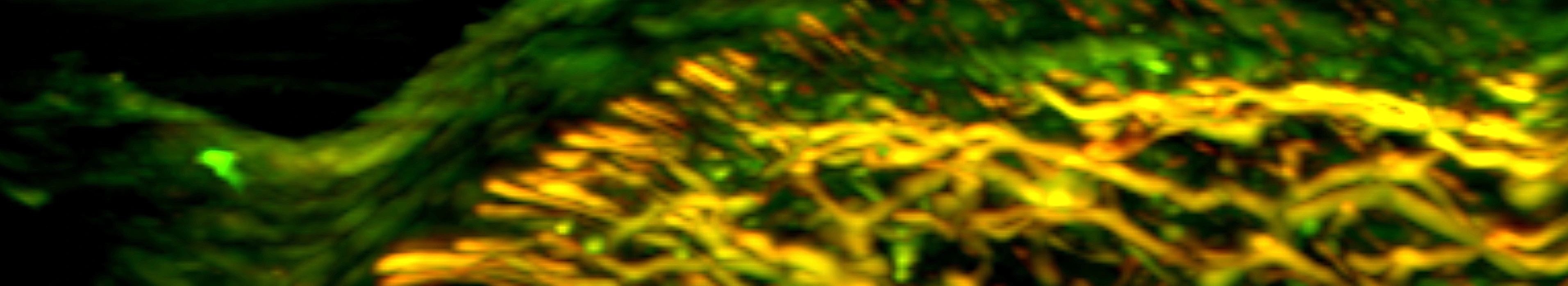 IBMI_Banner_nailfold