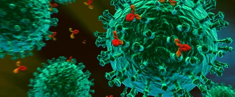 Immunsystem