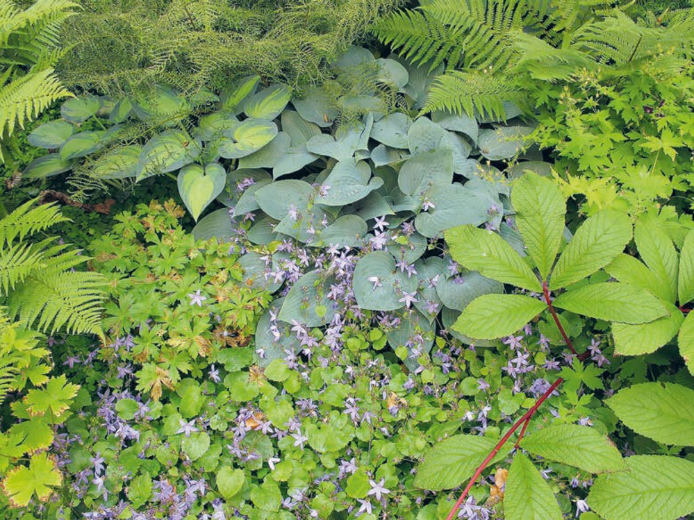 Pflanzen und kleine lilafarbene Blüten