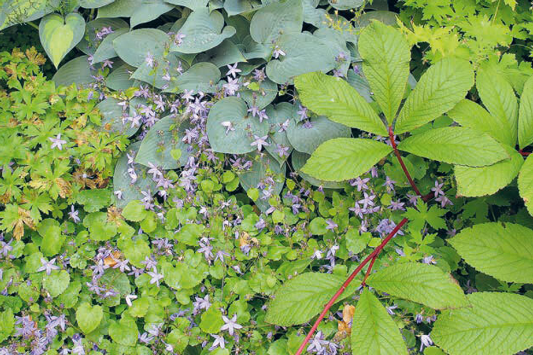 Pflanzen und kleine lilafarbene Blüten