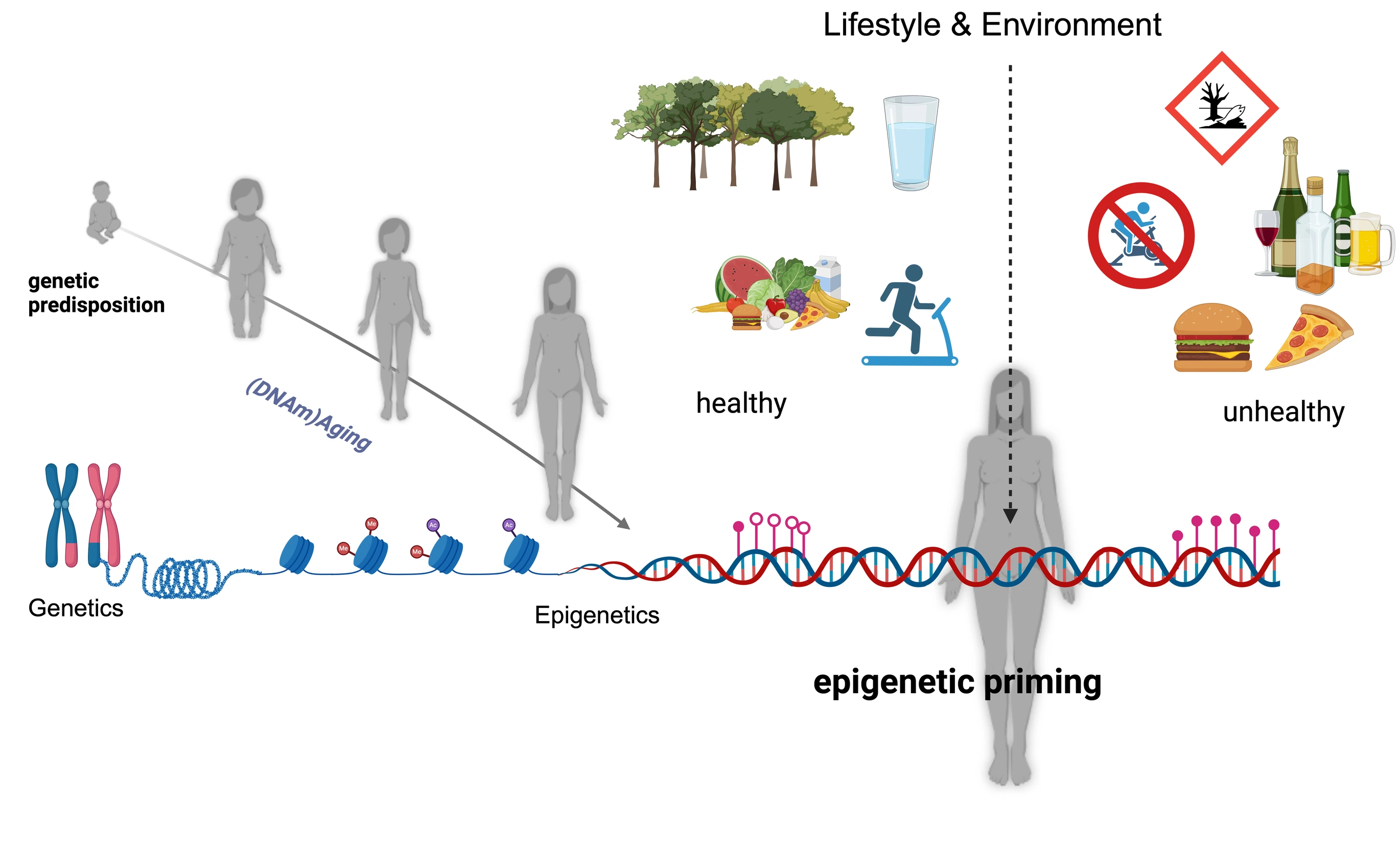 Livestyle Epigenetics Graphical Abstract, Maria Keller