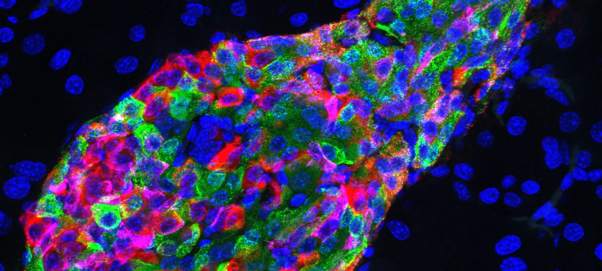 IsletArchitectureIns2_1