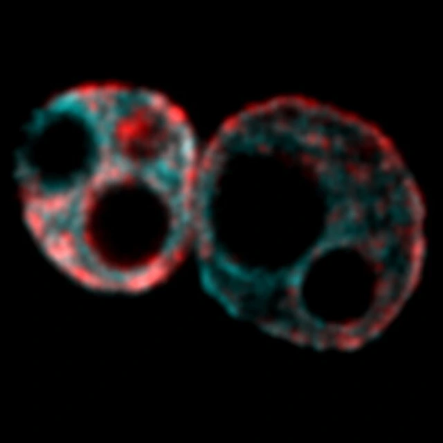 Two nuclei of fertilized mouse embryo