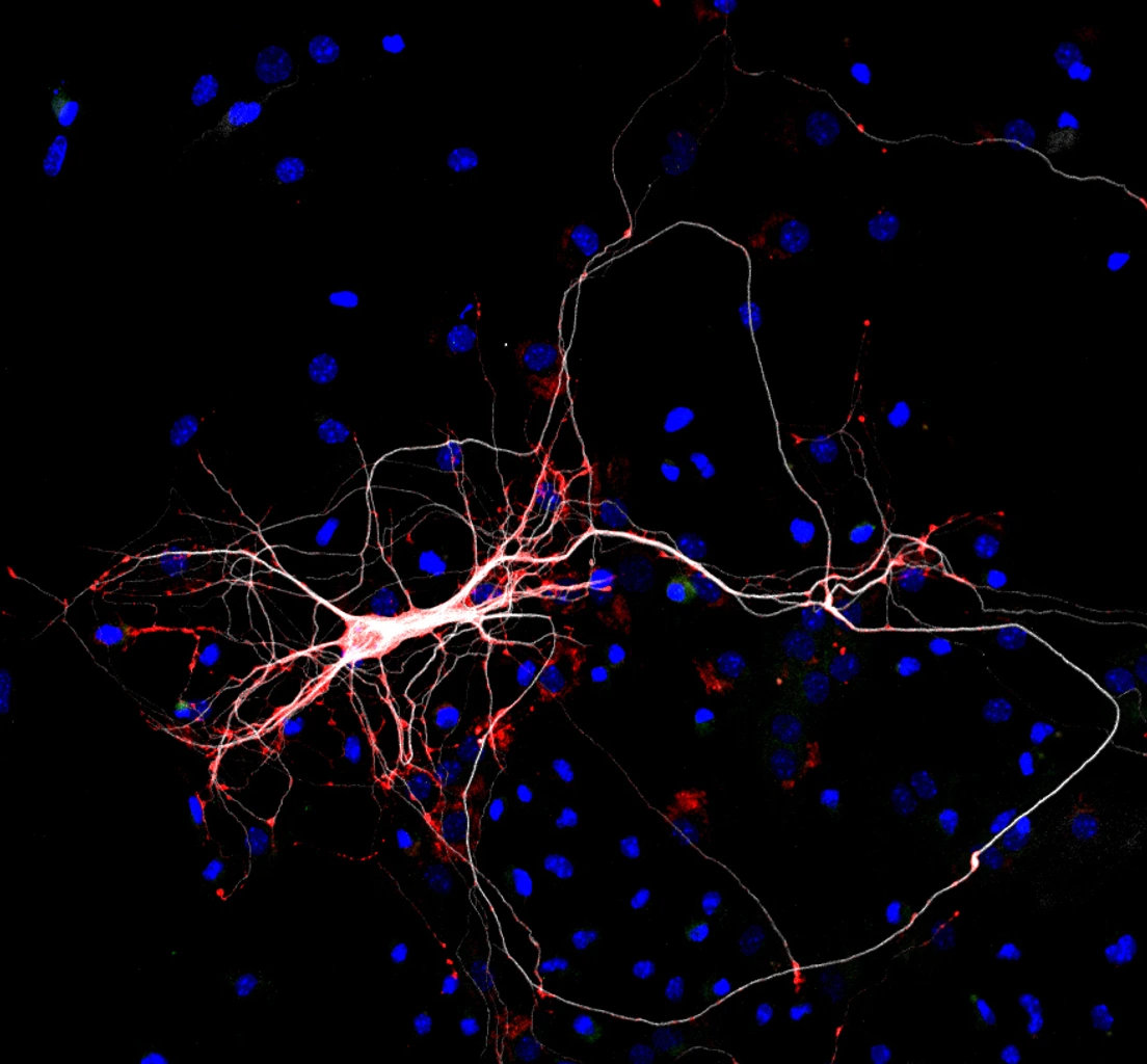 Main_Picture_copyright_Masserdotti - rotated