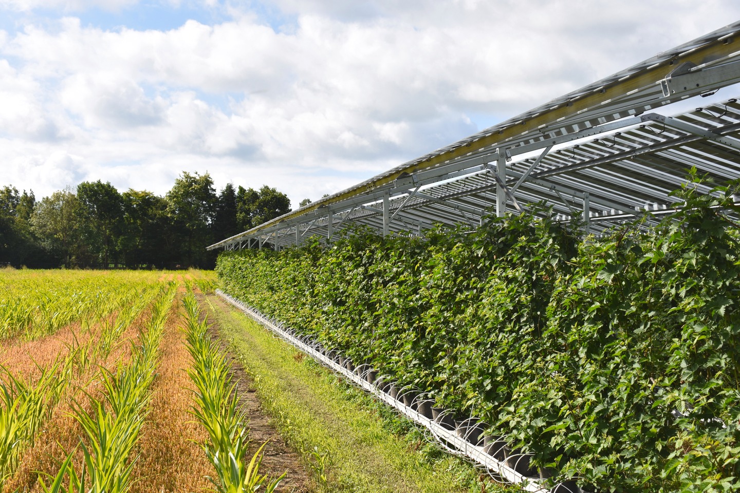 Agri-PV