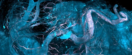 DISCO-MS image
