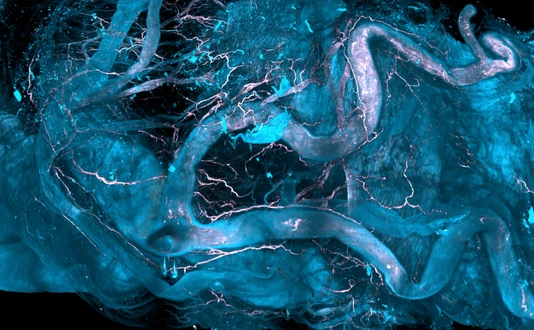 DISCO-MS image