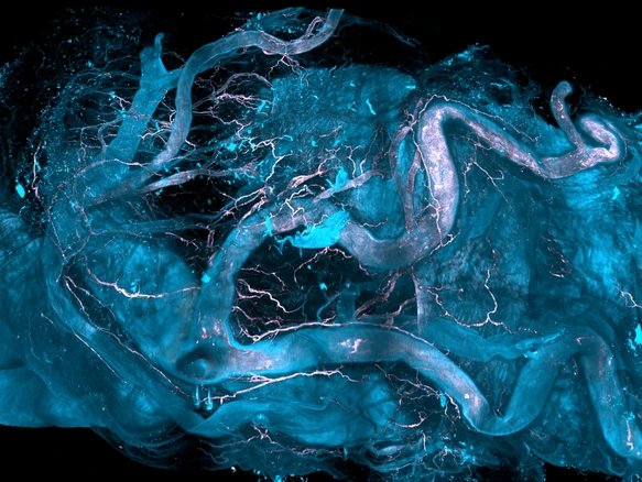 DISCO-MS image