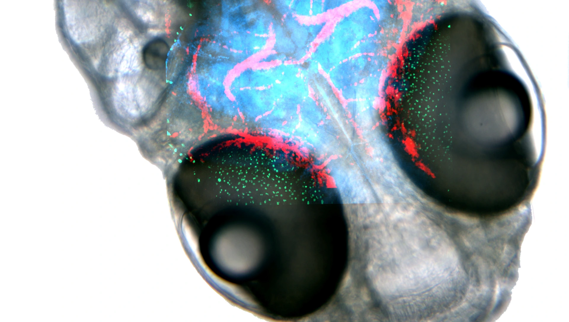 IBMI_Slider_01_Zebrafish2