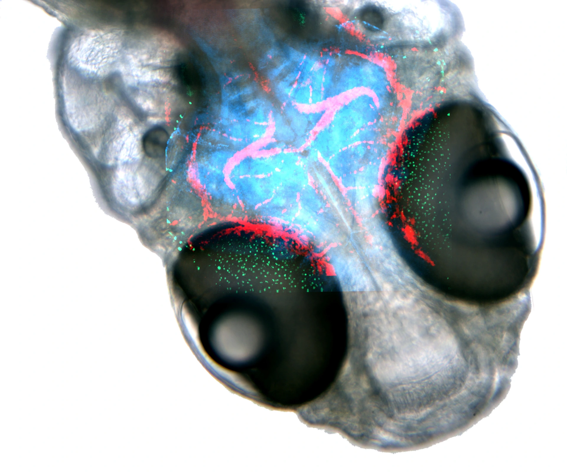 Can zebrafish proteins unlock the brain’s regenerative capabilities?