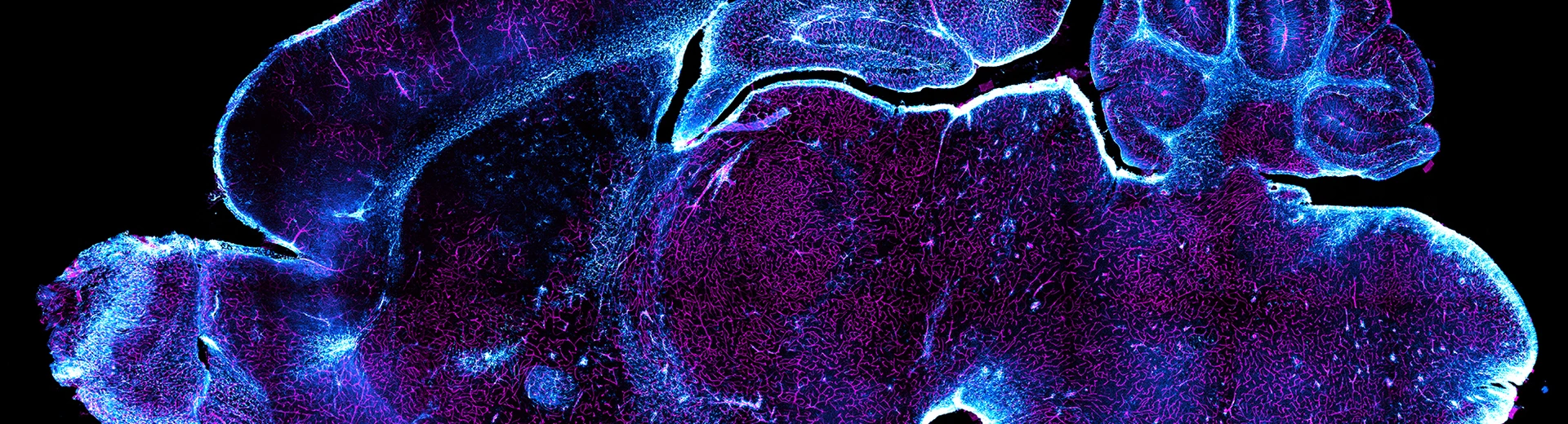 Glia Vascular System of Mouse Brain