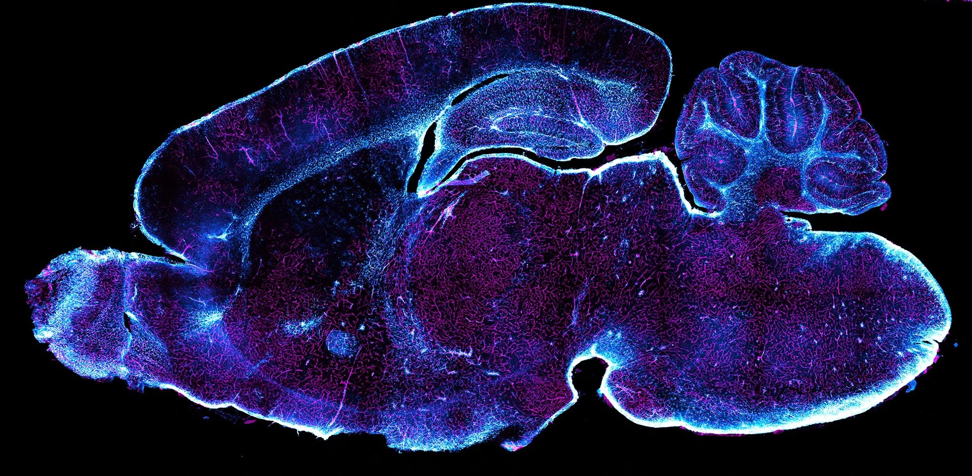 Glia Vascular System of Mouse Brain