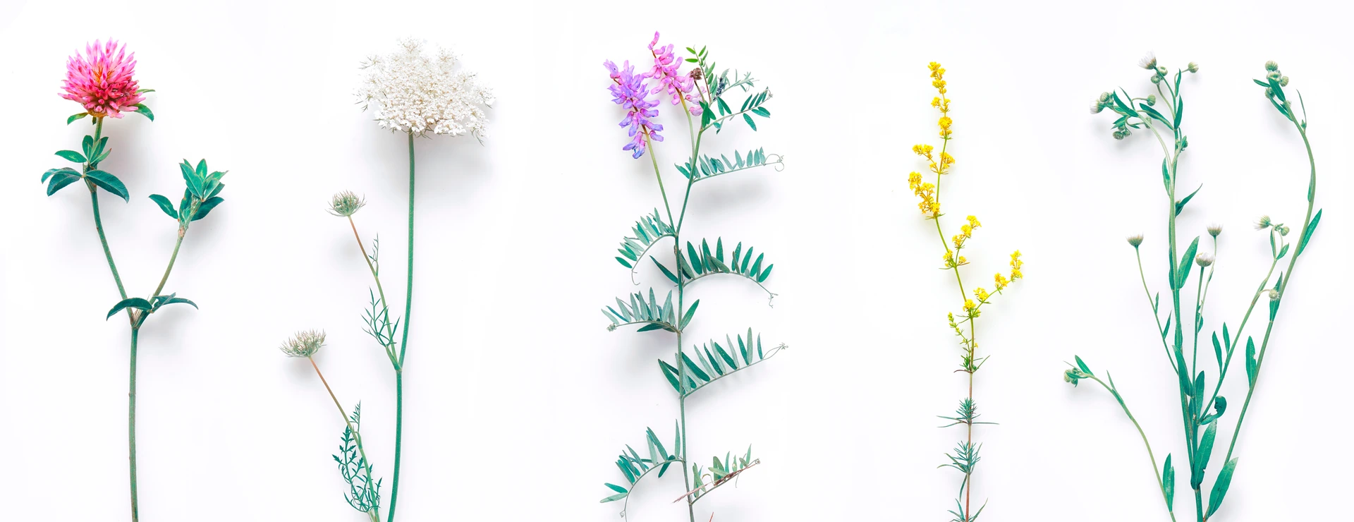 Set of wild flowers, flowering grass